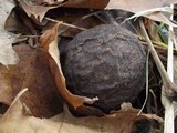 Lycoperdon umbrinum image