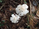 Tricholoma albidum image