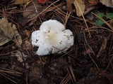 Tricholoma albidum image