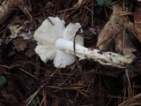 Tricholoma albidum image