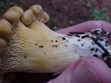 Cantharellus roseocanus image