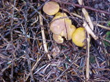 Cantharellus formosus image