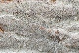 Fuscocerrena portoricensis image