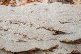Fuscocerrena portoricensis image