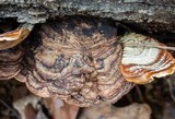 Punctularia strigosozonata image