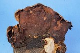 Punctularia strigosozonata image