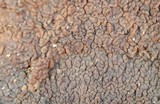 Punctularia strigosozonata image