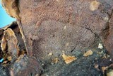 Punctularia strigosozonata image