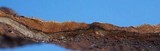 Punctularia strigosozonata image