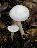 Alboleptonia adnatifolia image