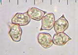 Alboleptonia adnatifolia image