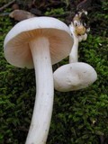 Alboleptonia adnatifolia image