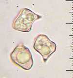 Alboleptonia adnatifolia image