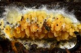 Serpula himantioides image