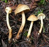 Tricholoma aurantio-olivaceum image