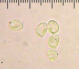 Tricholoma aurantio-olivaceum image