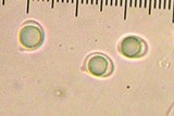 Tricholoma aurantio-olivaceum image