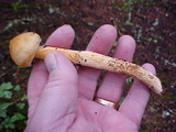 Chroogomphus tomentosus image