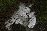 Trapeliopsis steppica image