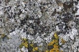 Lecanora pseudistera image