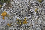 Lecanora pseudistera image