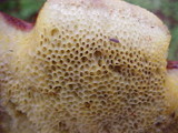 Boletellus mirabilis image