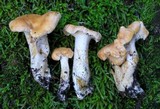 Hydnum oregonense image