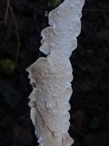 Byssomerulius corium image