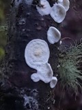 Byssomerulius corium image