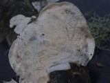 Byssomerulius corium image