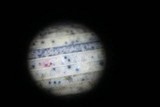 Phaeosphaeria culmorum image