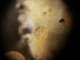 Ascobolus albidus image