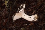 Hygrophorus eburneus image