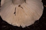 Hygrophorus eburneus image