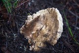 Russula nigricans image
