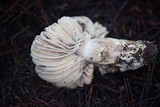 Russula nigricans image
