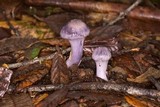 Cortinarius traganus image