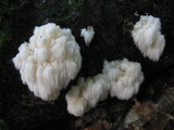 Hericium americanum image