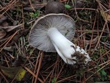 Tricholoma terreum image