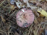 Russula vinosa image