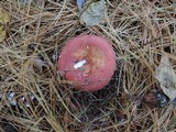 Russula vinosa image