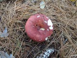Russula vinosa image