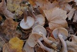 Armillaria gallica image