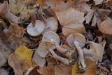 Armillaria gallica image