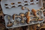Armillaria gallica image