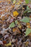 Armillaria gallica image