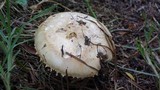 Amanita foetidissima image