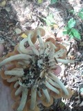 Desarmillaria tabescens image