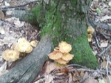 Desarmillaria tabescens image