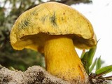 Alessioporus rubriflavus image